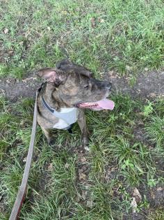 Pit-Staff-Mix sucht dringend neues Zuhause oder Pflegestelle!!