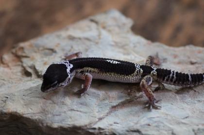 Leopardgecko Weibchen Black Night mack snow