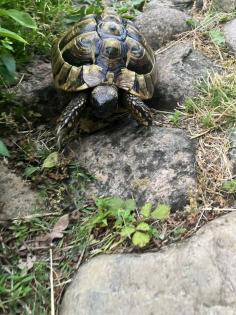 Griechische Landschildkröte männlich, geb. 2024