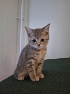 Zuckersüße BKh Kitten reinrassig ? abgabebereit