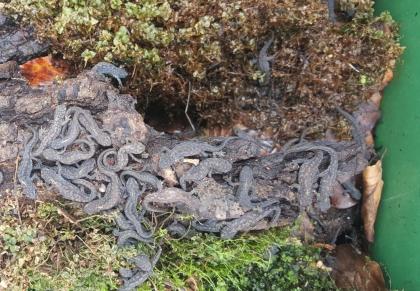 Bergmolch Ichthyosaura (Triturus) alpestris Nachzuchten und adulte Tiere