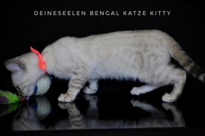 Bengal Katze Kitty (13 Wochen alt Abgabebereit)