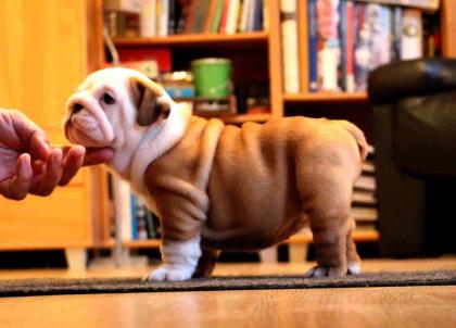 Englische Bulldoggen Welpen/ English Bulldog