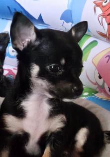 Chihuahua Welpen  kleine Therapeute