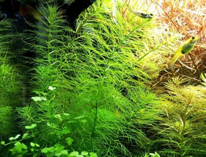 Guyana Tausendblatt, RARITÄT, Aquarienpflanzen , Versand