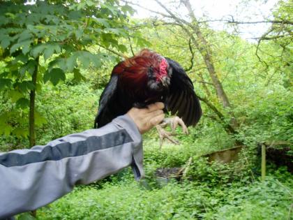 Bruteier von wildfarbenen Araucana für 1, 50 Euro