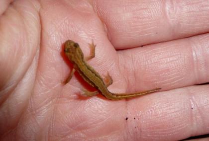 Teichmolch Lissotriton (Triturus) vulgaris Nachzuchten