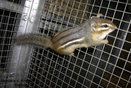 Junge Amerikanische Streifenhörnchen ( Tamias striatus )