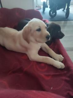 Labrador Welpe