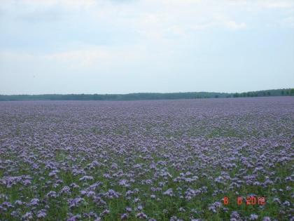 Phacelia zu verkaufen! - ökologische und zertifizierte Phacelien