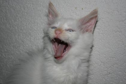 Wunderschöne Waldkatzenkitten