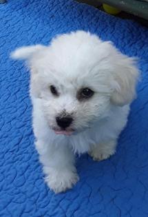 Bichon frisé Welpen-aus VDH-Zucht suchen noch liebe Hundeeltern