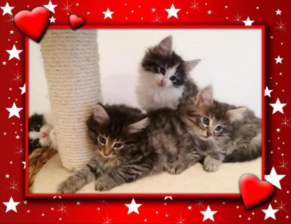 Norwegische Waldkatzen , Kitten Amiee Black/ Tabby mit FIFe Stammbaum , Impfunge