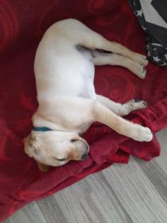 Labrador Welpe