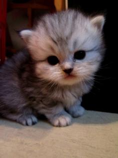 Perserkatzenbabys ab 14. Dezember2021 abzugeben , 2 Kater silver - shaded , 1 K