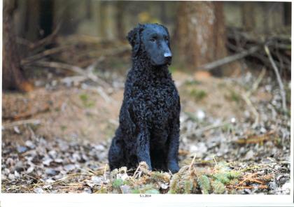 Welpen CURLY COATED RETRIEVER - lockig