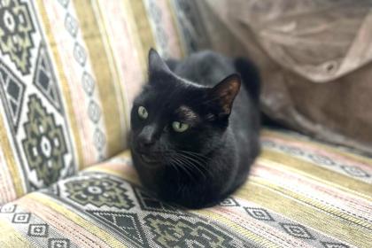 POLLY und EMI - europäische Kurzhaarkatze - 10 Jahre - Tierhilfe-Franken e.V.