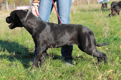 Cane Corso Hundin