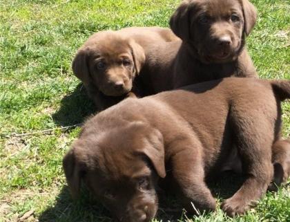 Labrador welpen mit Papieren Welpen