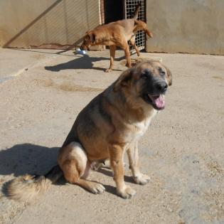 Lola sucht ein Zuhause