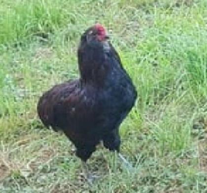 Araucana Hühner Aus Naturbrut Nachzucht von Privat