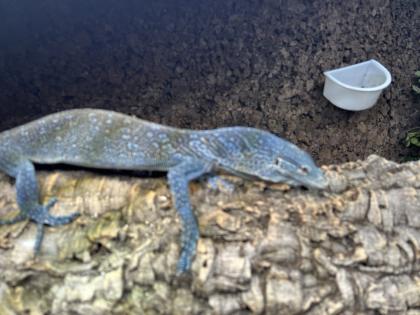 Varanus macraei 1.0 nz18