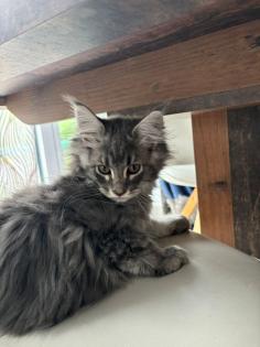 4 süsse Maine Coon