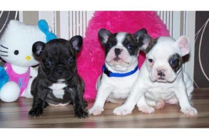 Französisch Bulldog