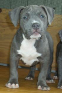 Niedlichen blaue nase pitbull welpen