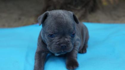 Wunderschöne Französische Bulldoggen Welpen