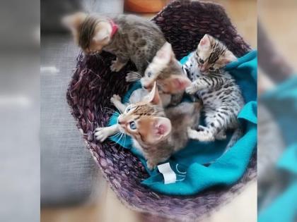 Bengal Kitten sucht neues zu Hause