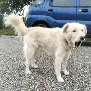Oskar - ein aktiver Hund der geordnete Strukturen braucht.