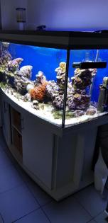 500L Meerwasseraquarium komplett mit Korallen nur 870, - VB