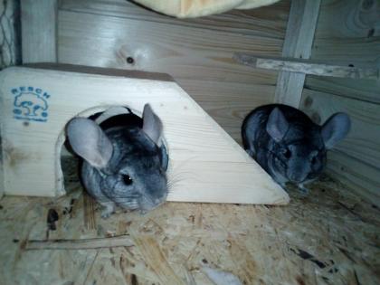 3 männliche Chinchillas abzuegbe