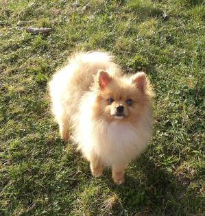 Zwergspitz/Pomeranian Rüde mit 2 blauen Augen