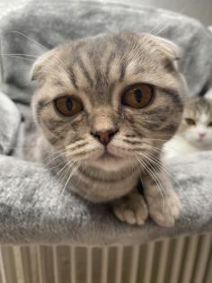 Liebe Scottish Fold 