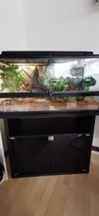 Terrarium mit Unterschrank und 3 leopardgeckos