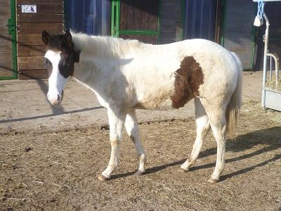 3-farbige Painthorse Stute mit 2 blauen Augen