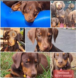 Dobermann Welpen 