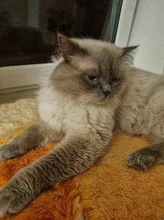 Ragdoll Kitten aufgabebereit