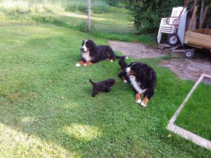 Berner Sennenhund Welpe Hündin bildhübsch