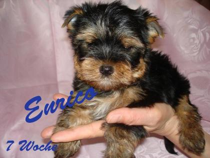 Yorkshire Terrier Welpen (Rüden) 