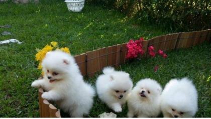 Mini Zwergspitz Pomeranian Verfügung