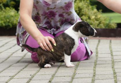 Wunderschöne Reinrassige Miniature Bull-Terrier*, 