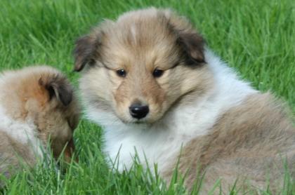 Zauberhafte Colliewelpen mit Papieren