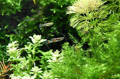 Wildguppy, Endler, reinerbig (Versand/ Abholung)