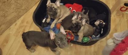 Französische Bulldoggen Welpen