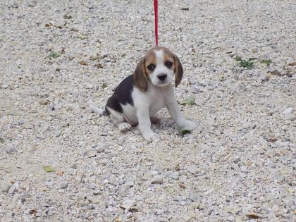 Beagle Welpen