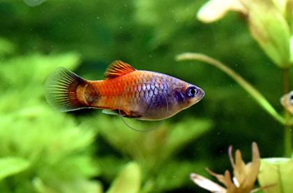 Platys, eigene Zucht, Versand