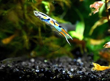 Wildguppy, Endler, reinerbig (Versand/ Abholung)